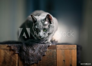 Bild på Russian Blue Cat